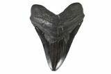 Fossil Megalodon Tooth - South Carolina #95327-1